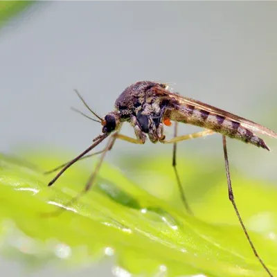 mosquito on a leaf