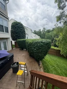 shrubs in back yard