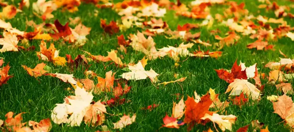 leaves on a green lawn