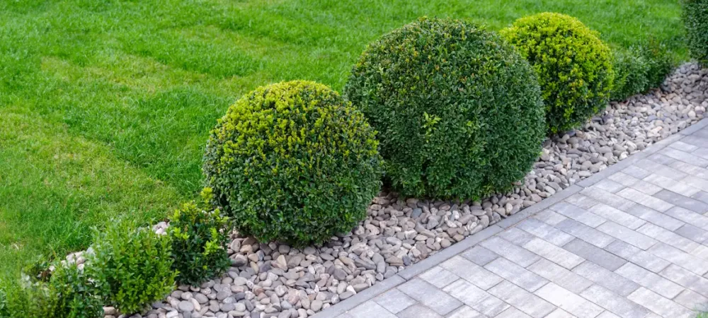 trees and shrubs