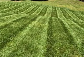 lawn
