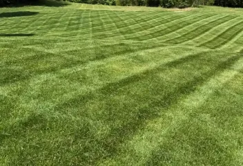 fresh cut grass