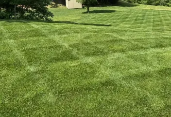 lawn and trees