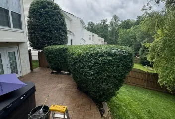shrubs in back yard