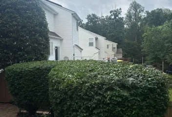 shrubs