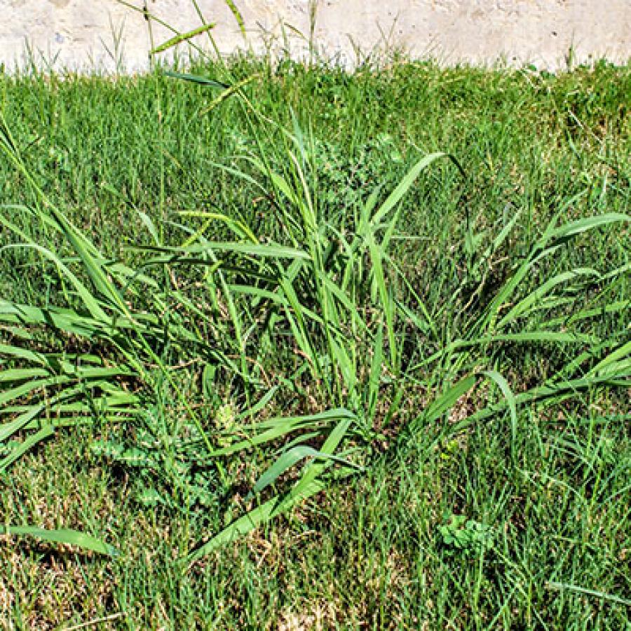 crabgrass in a lawn
