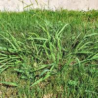 crabgrass in a lawn