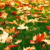leaves on a green lawn