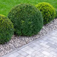 trees and shrubs