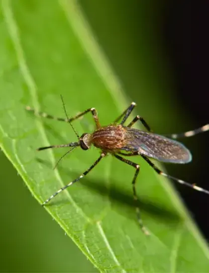 mosquito on grass